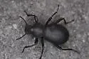 Coelocnemis rugulosa - photo 3