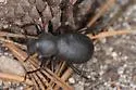 Coelocnemis rugulosa - photo 4