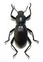 Coelocnemis sulcata