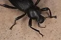 Coelocnemis sulcata - photo 3