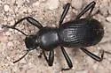 Coelocnemis sulcata - photo 5