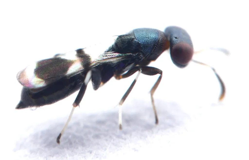 Coelocybidae - photo 2
