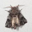 Coelodasys apicalis - Hodges#8009 - photo 2