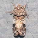 Coelodasys apicalis - Hodges#8009 - photo 4