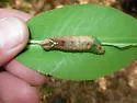 Coelodasys conspecta - Hodges#8007.1
