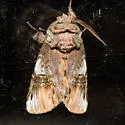 Coelodasys conspecta - Hodges#8007.1 - photo 3
