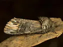 Coelodasys conspecta - Hodges#8007.1 - photo 4