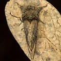 Coelodasys conspecta - Hodges#8007.1 - photo 5
