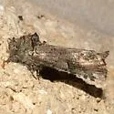 Coelodasys errucata - Hodges#8008 - photo 3