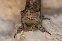 Coelodasys errucata - Hodges#8008 - photo 4