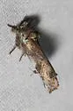 Coelodasys errucata - Hodges#8008 - photo 5