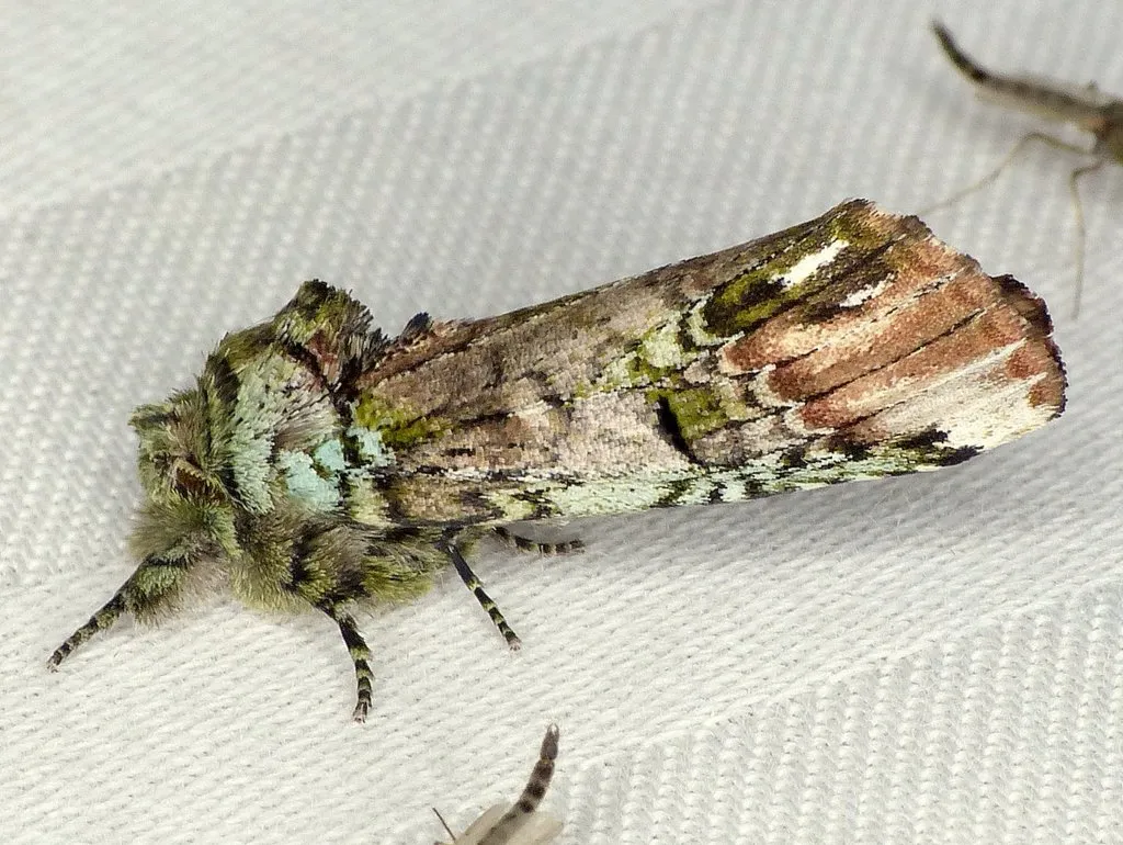 Unicorn Prominent - photo 2