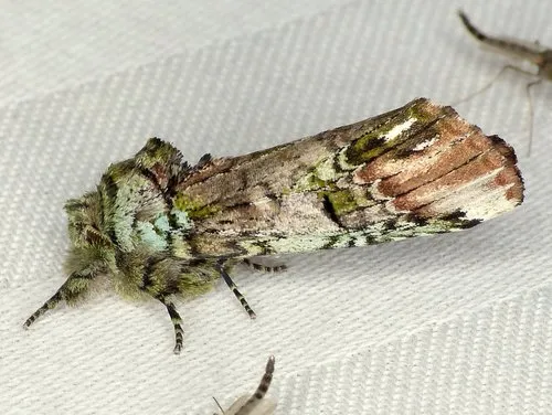 Unicorn Prominent - photo 3