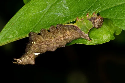 Unicorn Prominent - photo 4