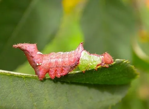 Unicorn Prominent - photo 5