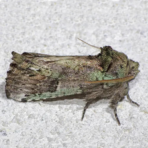 Unicorn Prominent - photo 6