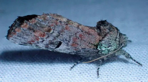 Unicorn Prominent - photo 7