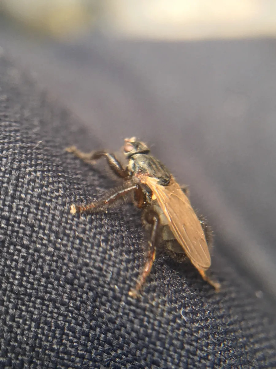 Coelopa pilipes - photo 3