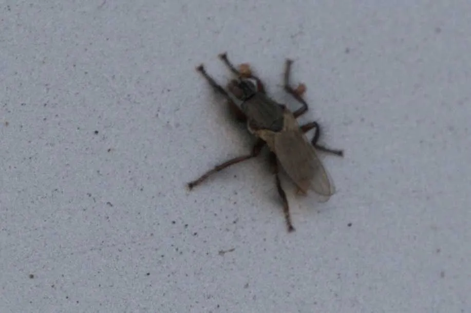 African Bristly Kelpfly - photo 2