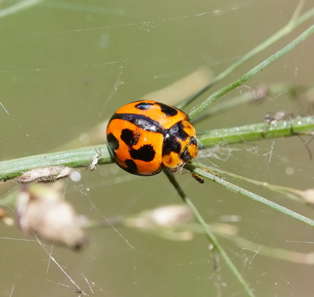 Variable Lady Beetle