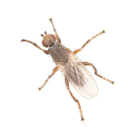 Coelopina anomala