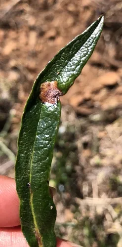 Coelopoeta glutinosi