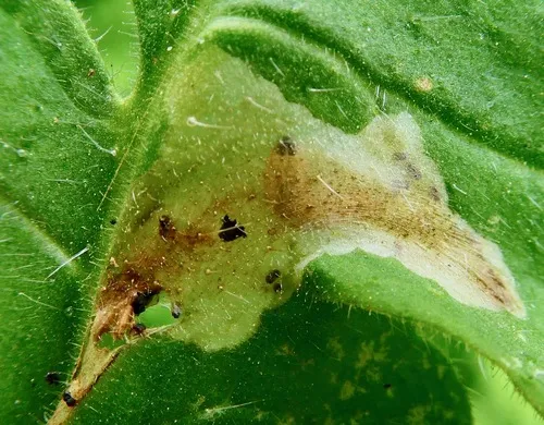 Coelopoeta phaceliae - Hodges#1076.1