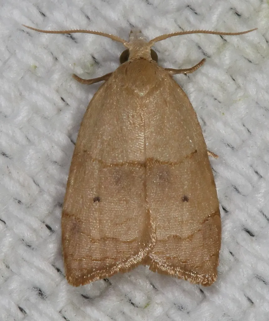 The Batman Moth - Hodges#3747 - photo 2