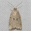 Coelostathma placidana - Hodges#3747.1