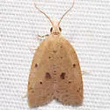 Coelostathma placidana - Hodges#3747.1 - photo 2