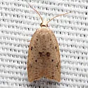 Coelostathma placidana - Hodges#3747.1 - photo 3