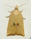 Coelostathma placidana - Hodges#3747.1 - photo 5