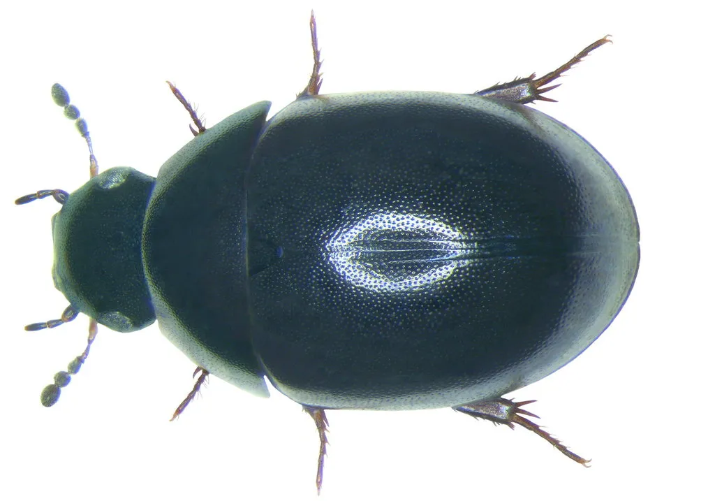 Coelostoma orbiculare - photo 2
