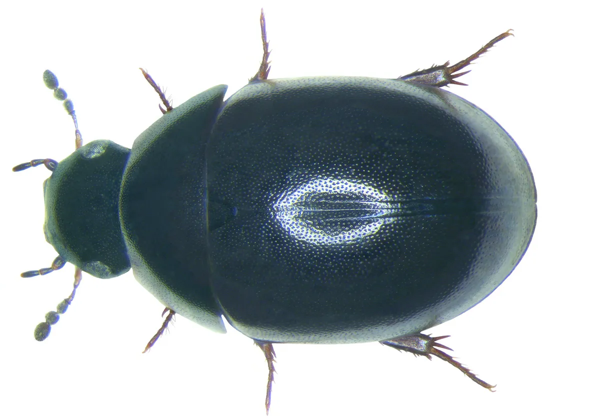 Coelostoma orbiculare - photo 3
