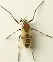 Coelotanypus atus