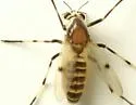 Coelotanypus atus - photo 2
