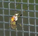 Coelotanypus atus - photo 3