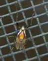 Coelotanypus atus - photo 4