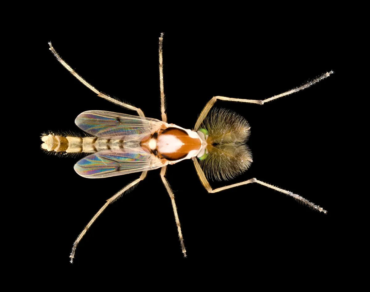 Coelotanypus concinnus