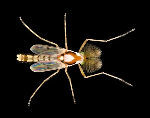 Coelotanypus concinnus - photo 3