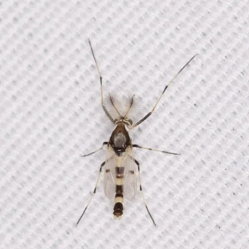 Coelotanypus scapularis