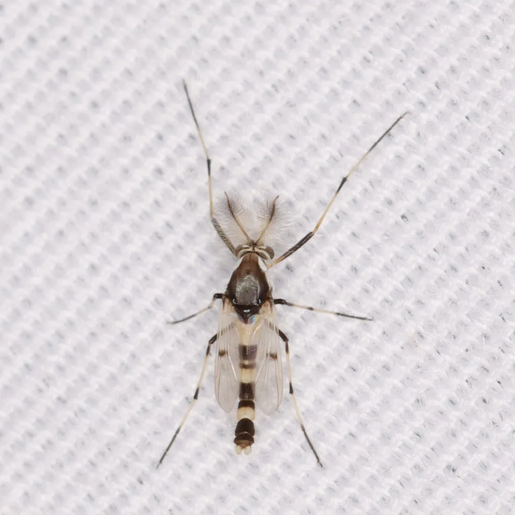 Coelotanypus scapularis - photo 2