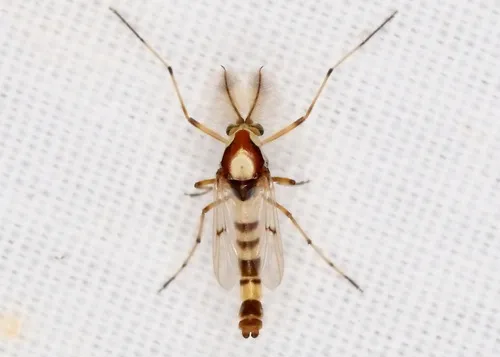 Coelotanypus tricolor - photo 2