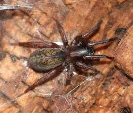 Coelotes atropos