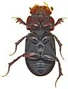 Coelotrachelus rudis - photo 3