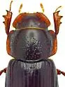 Coelotrachelus rudis - photo 4