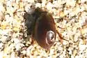 Ciliate Dune Beetle