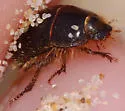 Ciliate Dune Beetle - photo 2