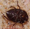 Ciliate Dune Beetle - photo 3