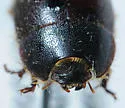 Ciliate Dune Beetle - photo 5